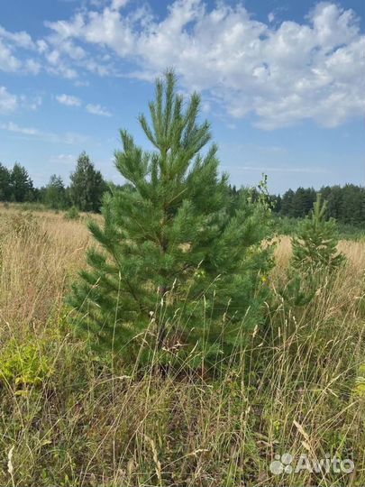 Сосна обыкновенная