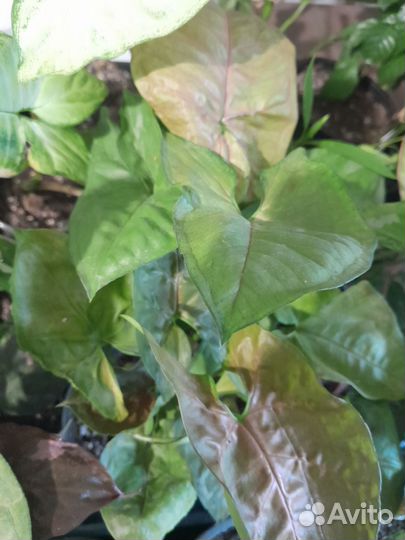 Сингониумы