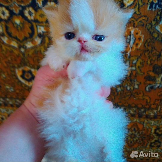 Персидские котята
