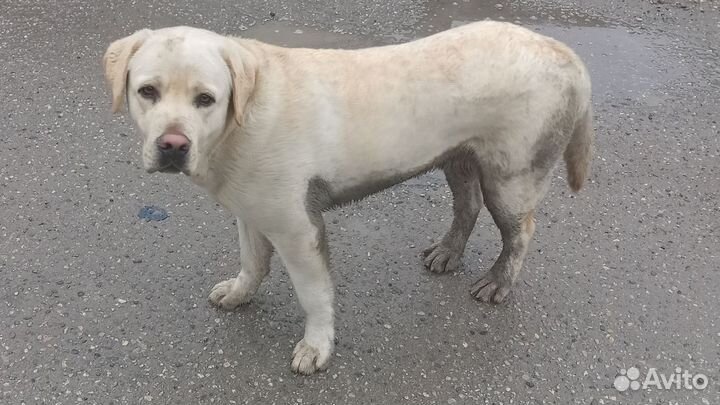 Лабрадор Белый