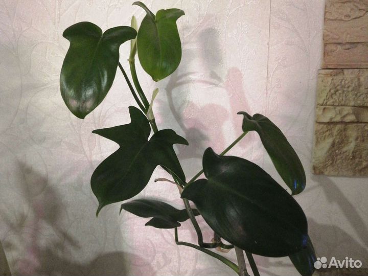 Филодендроны