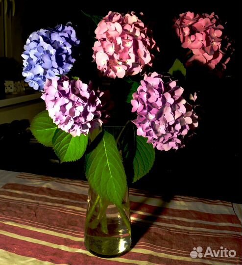 Гортензия крупнолистная саженцы