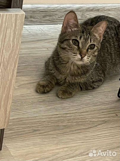 Котенок в добрые руки
