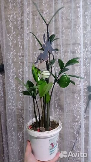 Замиокулькас