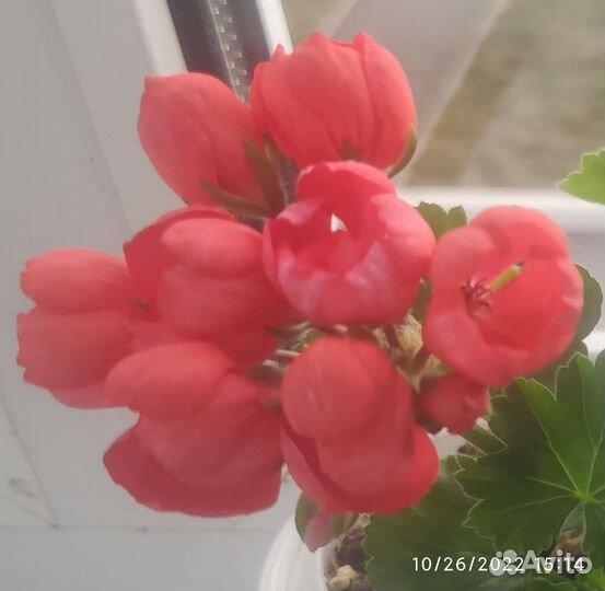 Срезы сортовых пеларгоний (гераней)