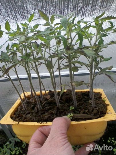 Рассада томатов