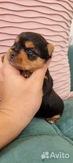 Щенки Йоркширский терьер