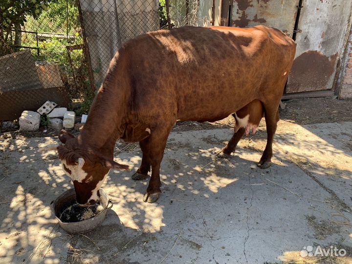 Корова дойная домашняя