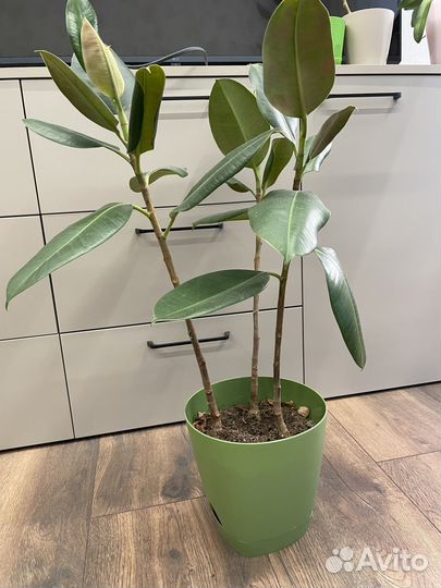 Комнатные цветы фикус