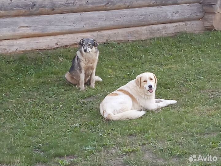 Пёс ищет хозяина