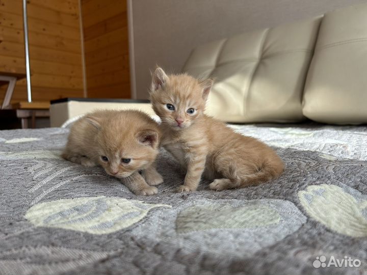 Котята