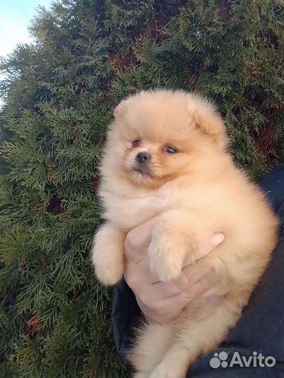 Медвежата шпицы