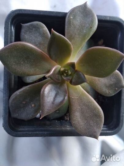 Суккуленты