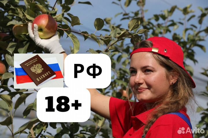 Сбор яблок Липецкая обл. 3-х разовое питание