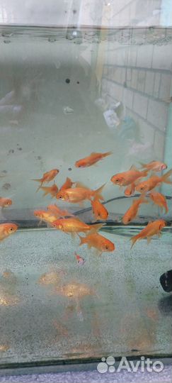 Золотые рыбки.(Кометы)