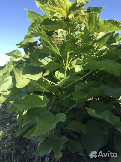 Саженцы декоративных растений