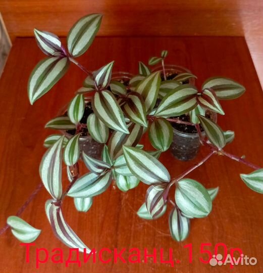 Черенки растений