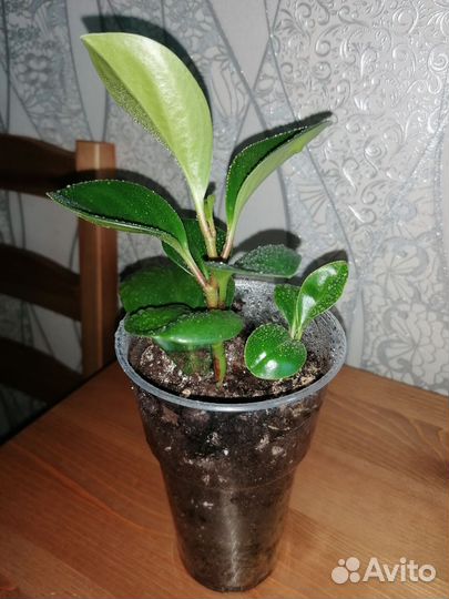 Пеперомия туполистная