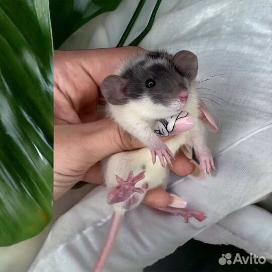 Крысята Дамбо. Крыса Дамбо. Редкие окрасы. Крысы