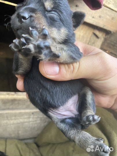 Щенки стороживой дворняги