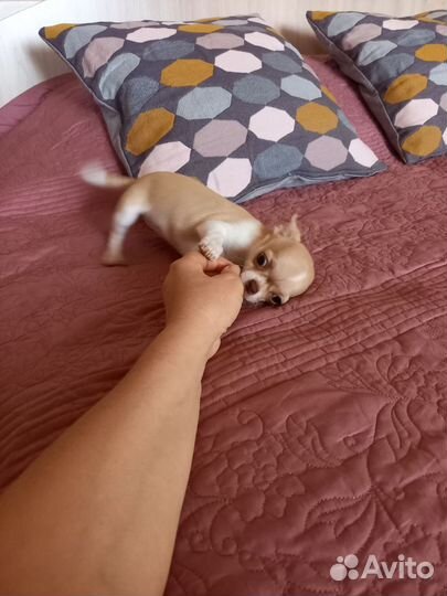 Чихуахуа девочка