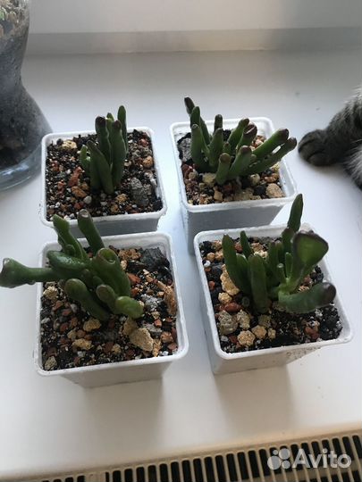 Толстянка Корал