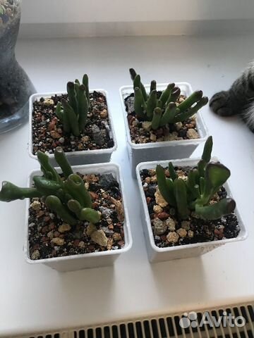 Толстянка Корал