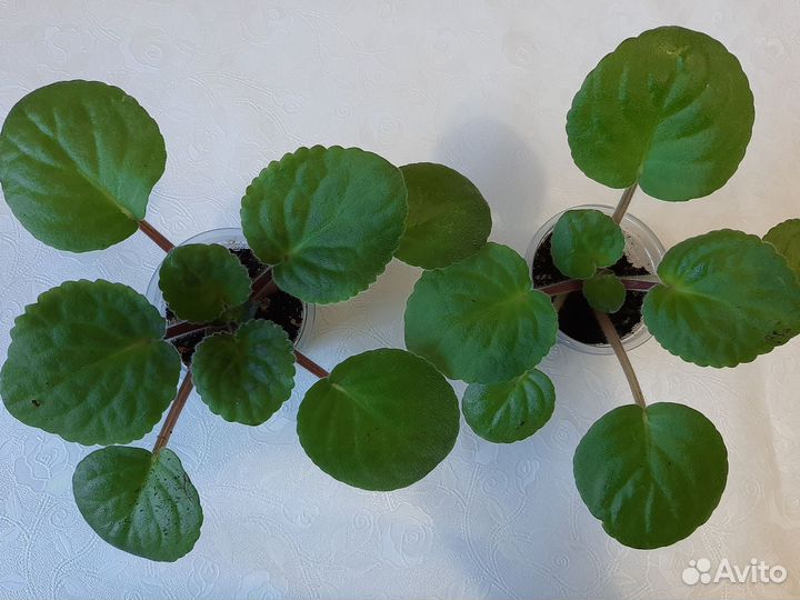 Фиалки(детки) Лик-Лавандовый Полдень