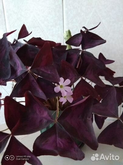 Цветы домашние: Калатея, Фикус, Фиалка и другие