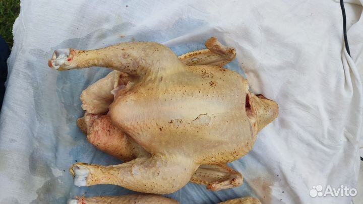 Мясо домашнего бройлера