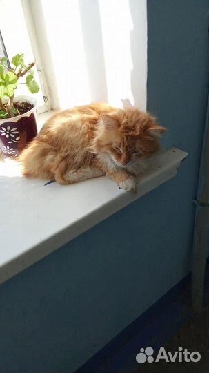 Коту нужен дом