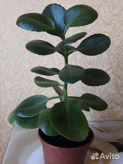 Комнатные растения.Каланхое