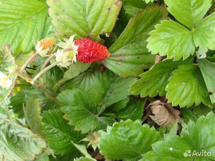 Садовые цветы и растения