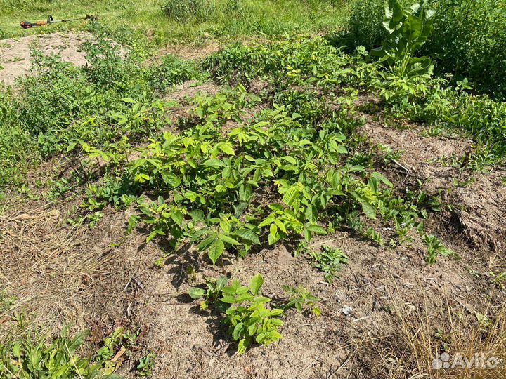 Маньчжурский орех