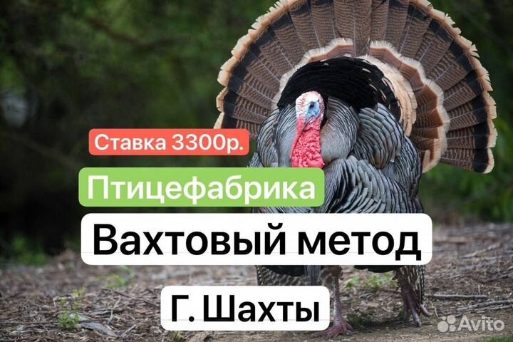 Упаковщик г.Шахты 3 разовое питание/жилье