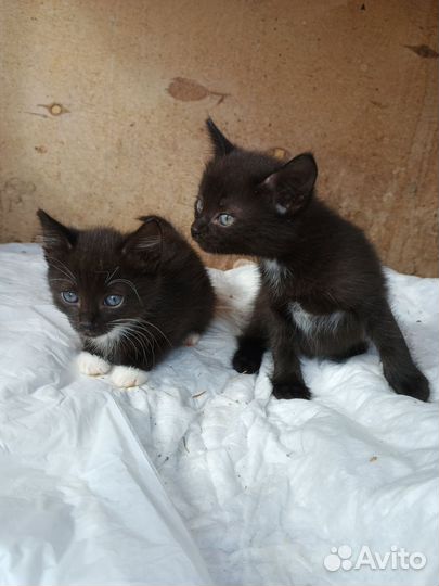 Котята в добрые руки бесплатно