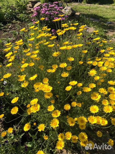 Ромашки, многолетники для сада дачи