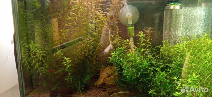 Аквариум. 10л. Креветочник