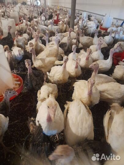 Индюшата подрощенные