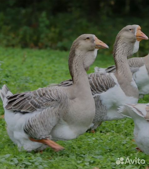 Гуси