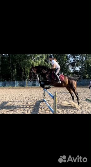 Продам коня, мерин