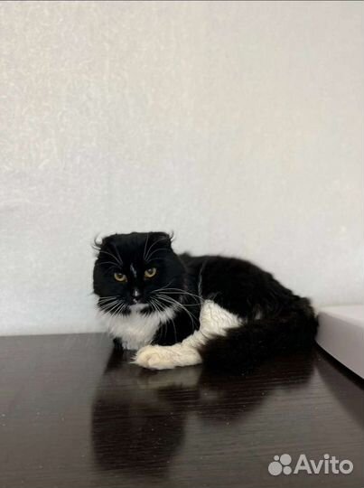 Котик в добрые руки
