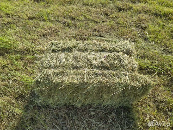 Сено разнотравье