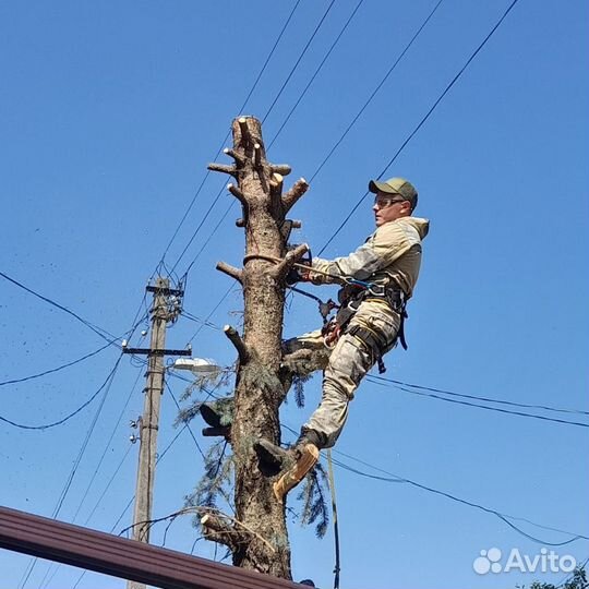 Расчистка участка от деревьев,кустарников,поросли