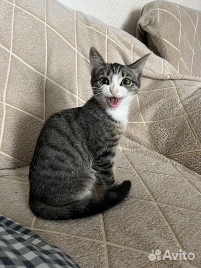 Котенок девочка