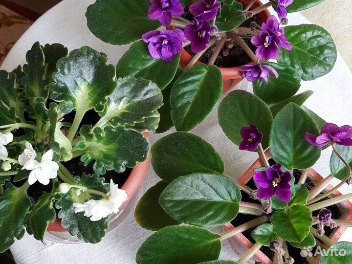 Фиалки в горшках