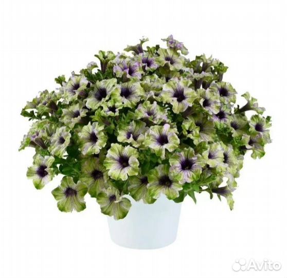 Петуния Amazonas Plum Cockatoo. Новинка 2024