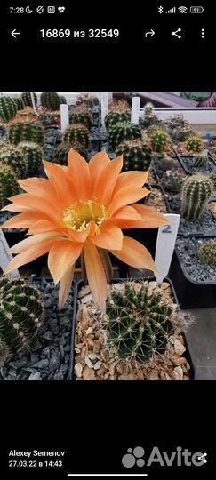 Гибридный эхинопсис семена