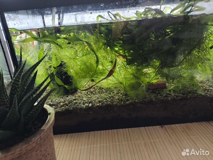 Прополка роголистник, элодея