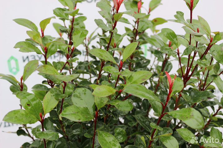 Фотиния Литл Ред Робин (нана)